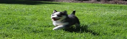 Siberian Husky dogs for sale: Trixie  - Ad 1