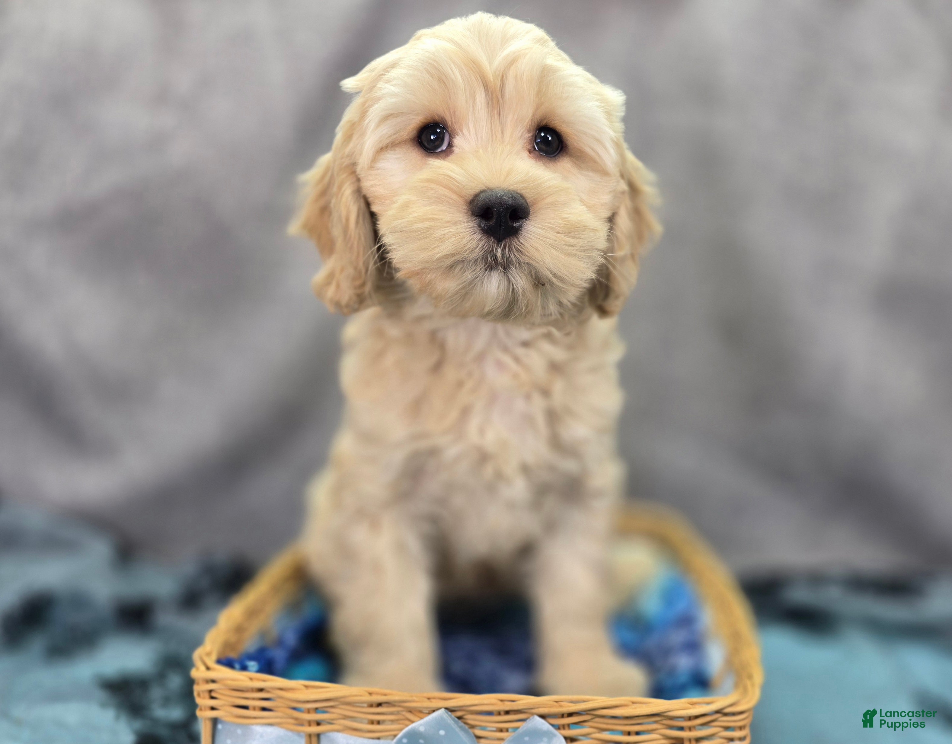 Cockapoo dogs Lieutenant Pete - Ad 3