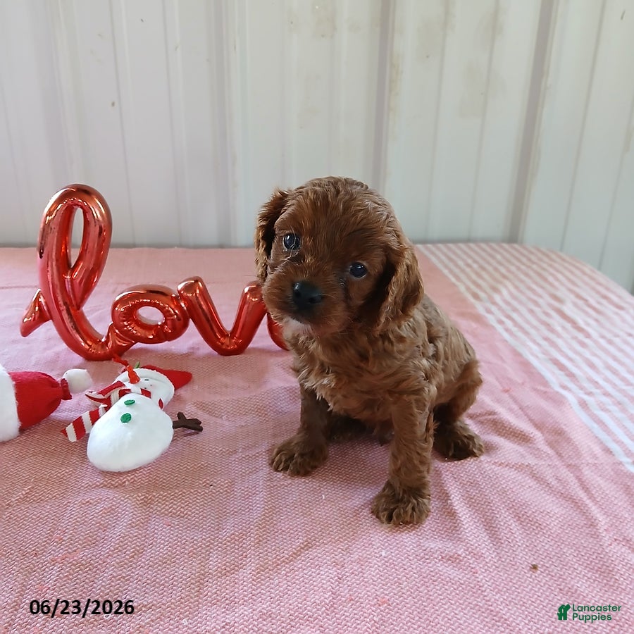 Cavapoo dogs Checkers - Ad 1