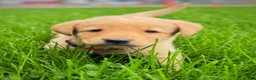 Labrador Retriever dogs for sale: Labrador Retriever Puppy 1 - Ad 20