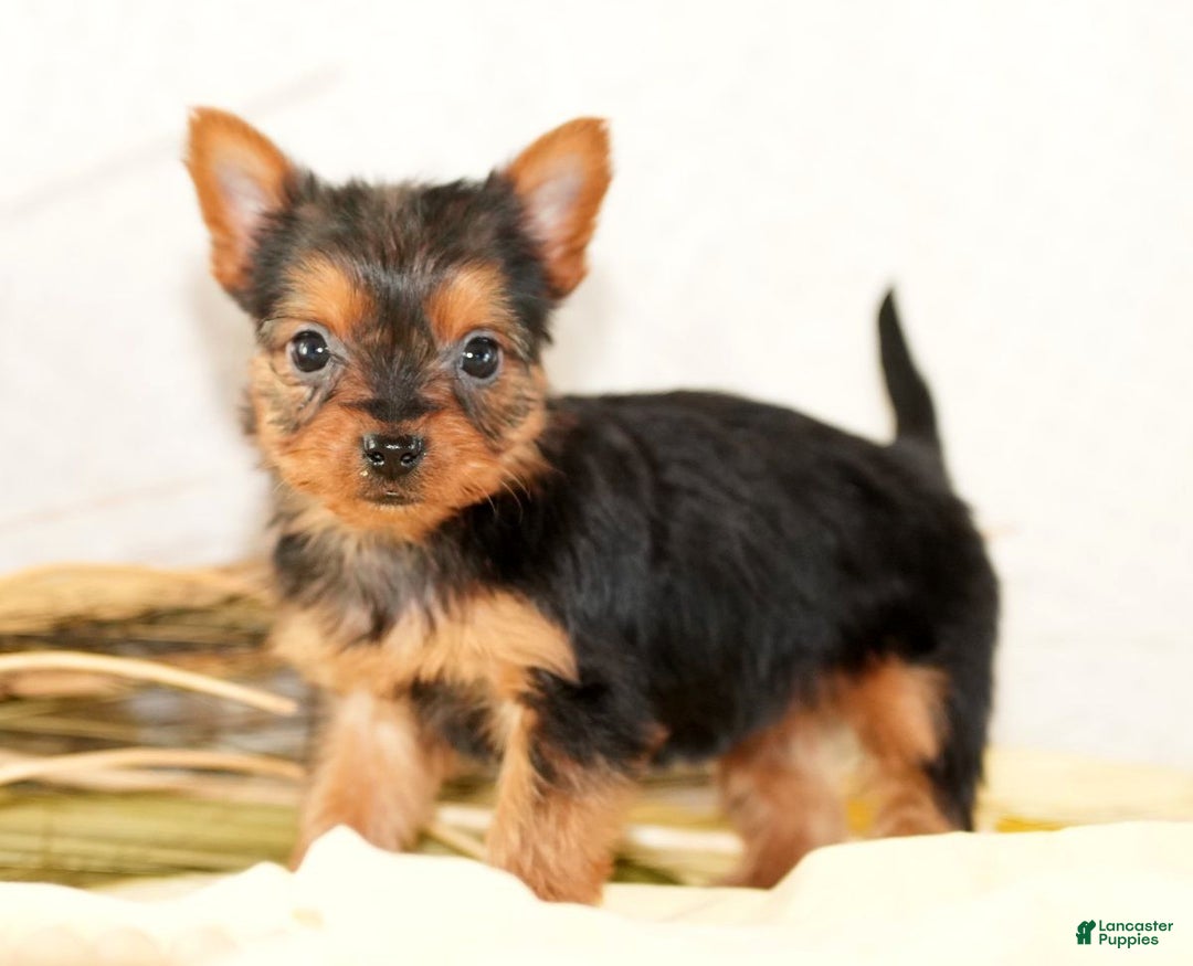 Morkie dogs for sale: Princess - Ad 1