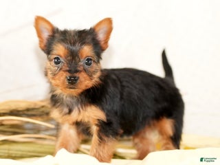 Morkie dogs Princess - Ad 34