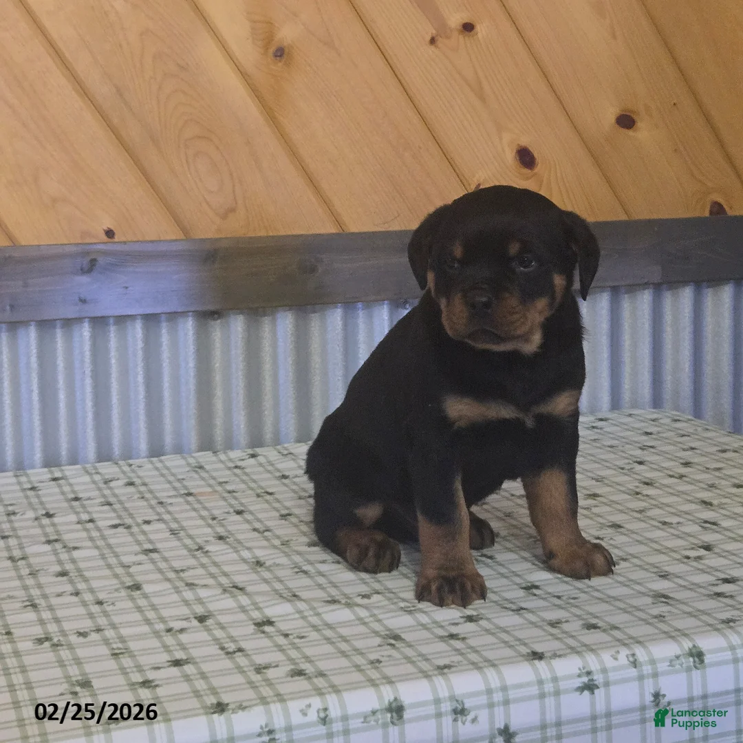 Rottweiler dogs for sale: Keith - Ad 3