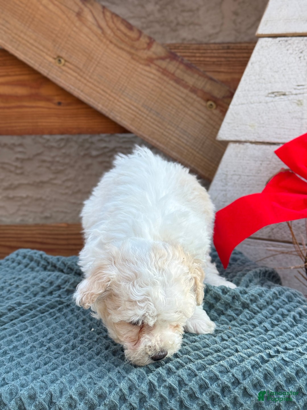 Bichpoo dogs for sale: Amaya - Ad 10