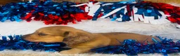 Miniature Dachshund dogs for sale: Whiskey (Longhair) - Ad 6