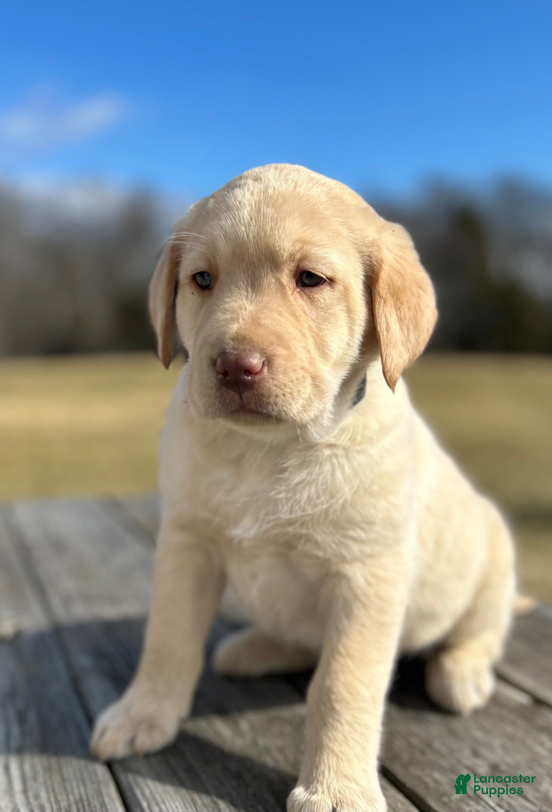 Labrador Retriever dogs Scarlett - Ad 21