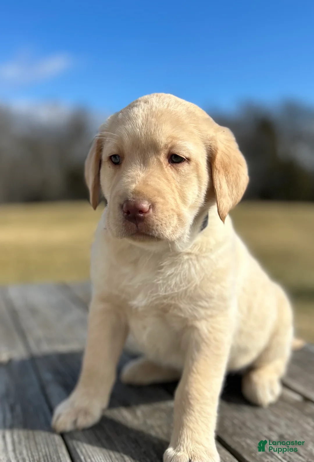 Labrador Retriever dogs for sale: Scarlett - Ad 1