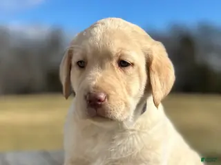 Labrador Retriever dogs Scarlett - Ad 21