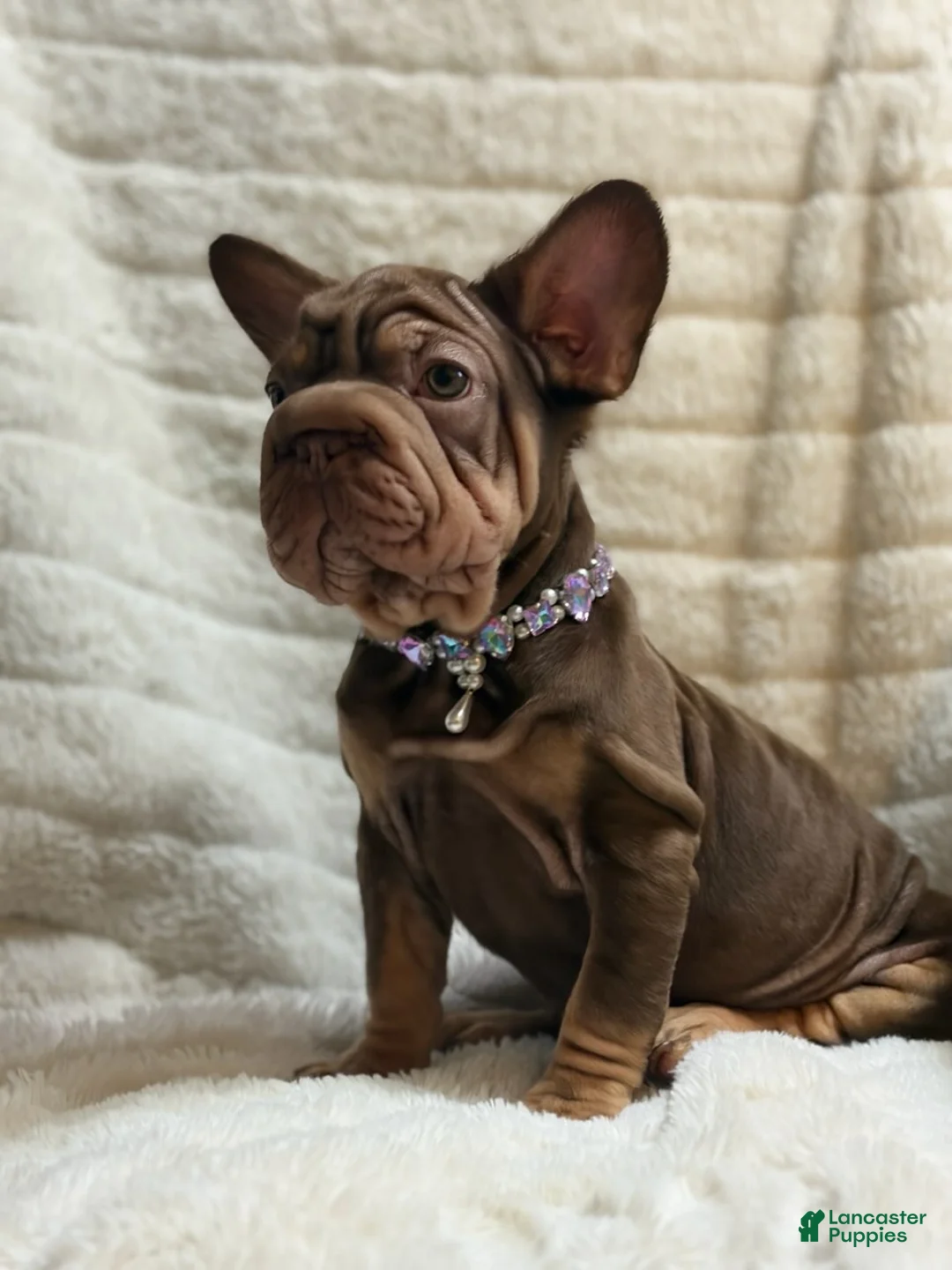 French Bulldog dogs for sale: Lyanna - Ad 3