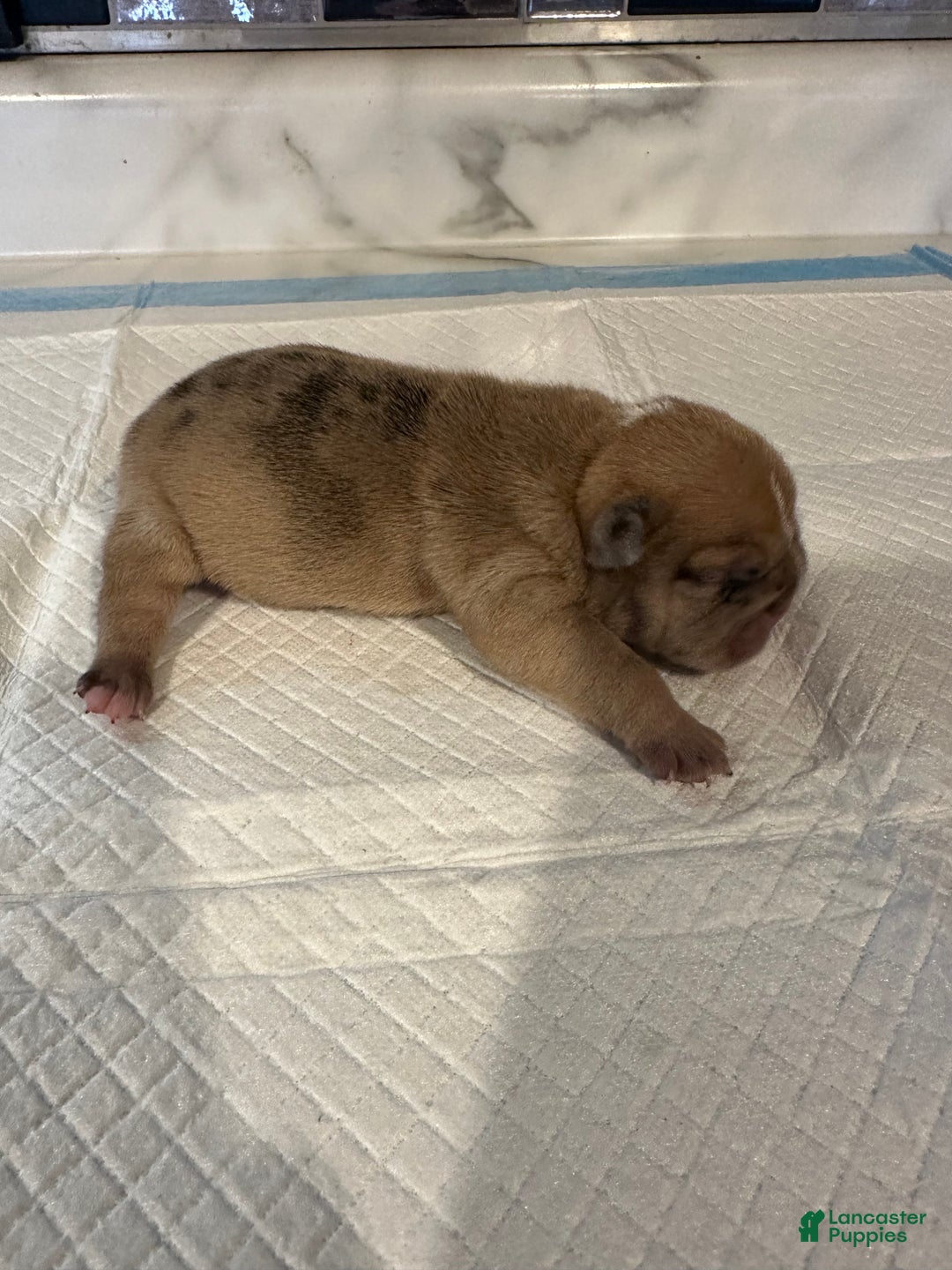 English Bulldog dogs for sale: Blue Fawn Merle Boy  - Ad 12