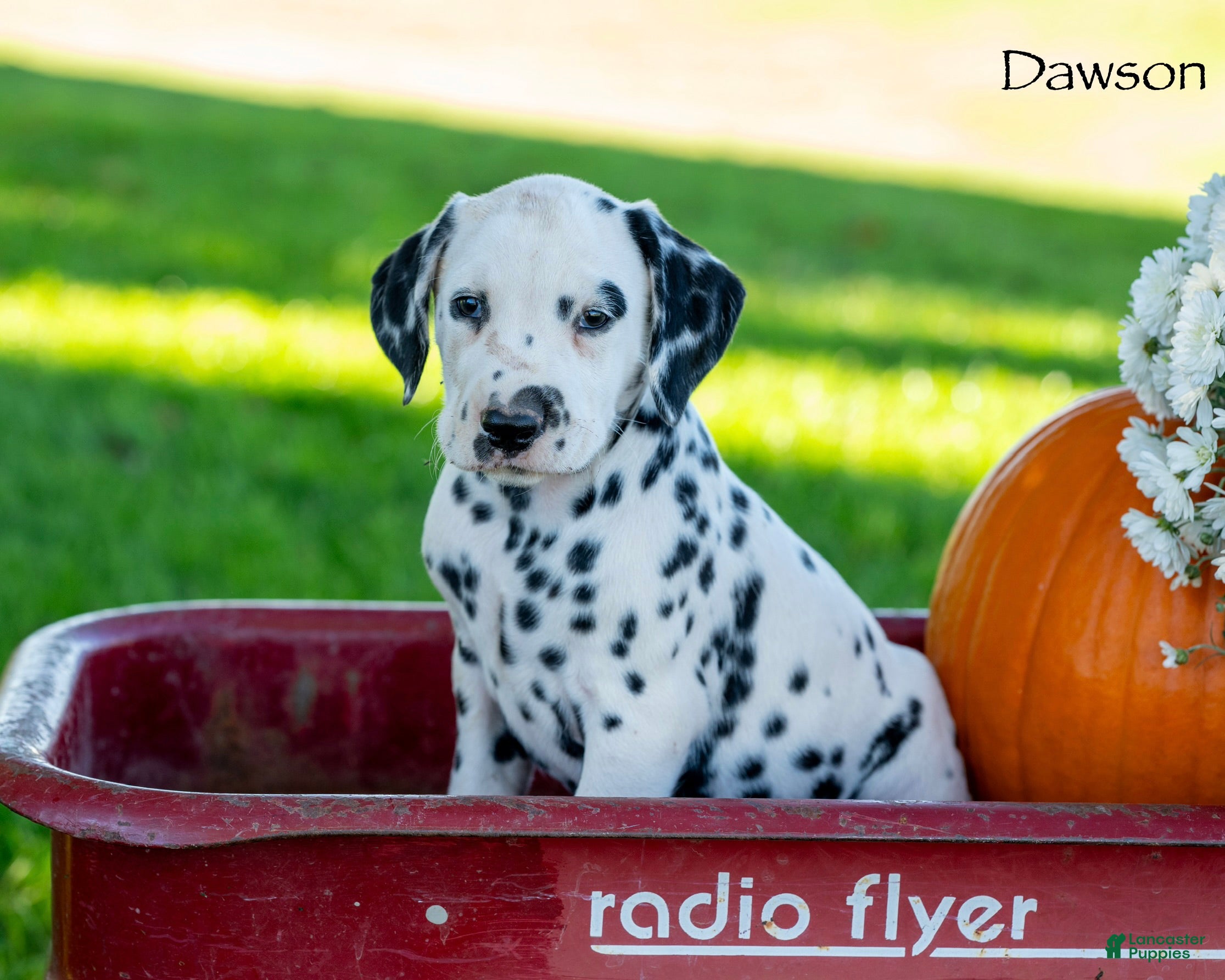 Dalmatian dogs Dawson - Ad 1
