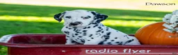Dalmatian dogs for sale: Dawson - Ad 1