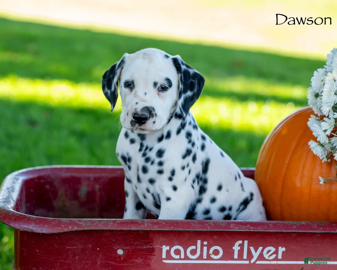 Dalmatian dogs for sale: Dawson - Ad 1