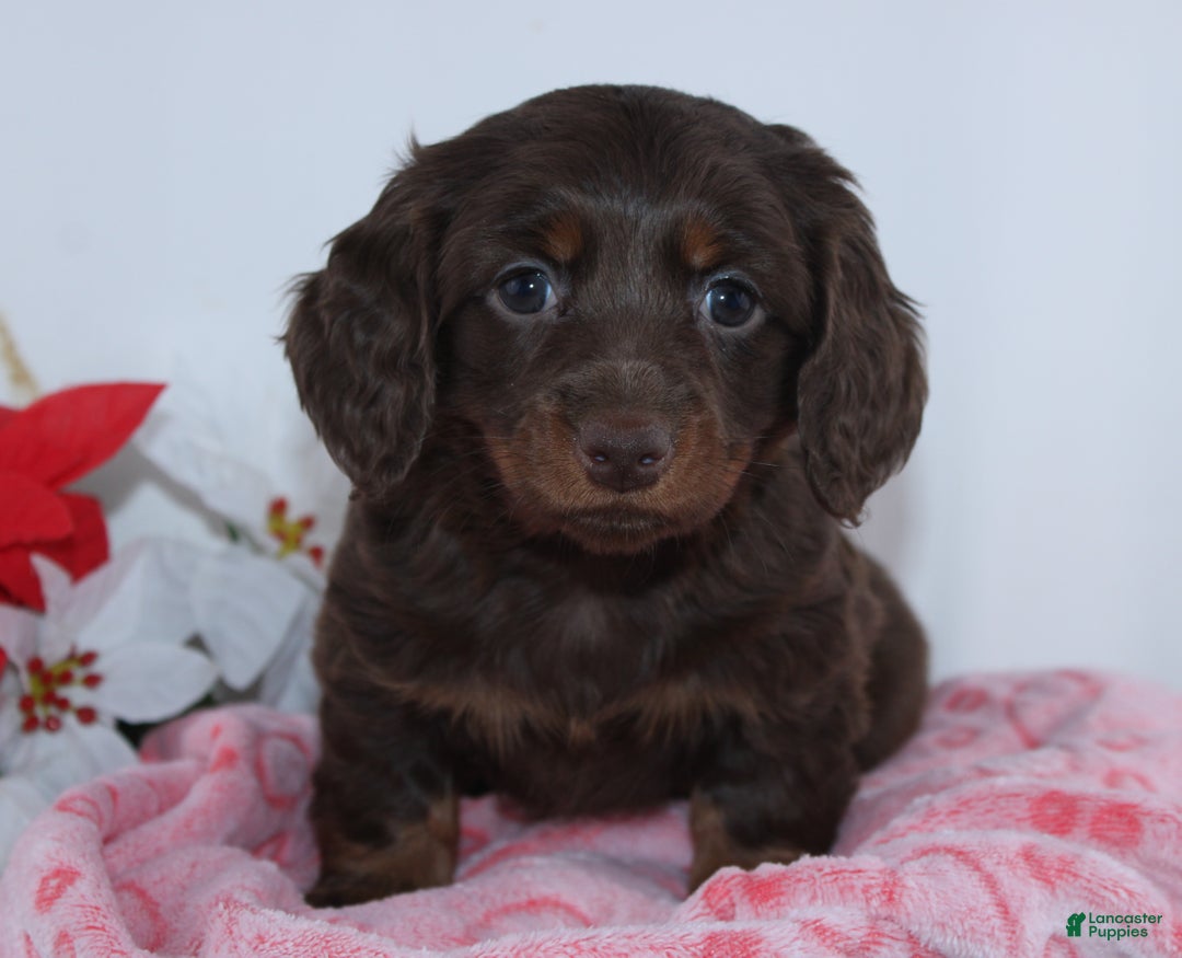 Miniature Dachshund dogs for sale: Jade - Ad 3