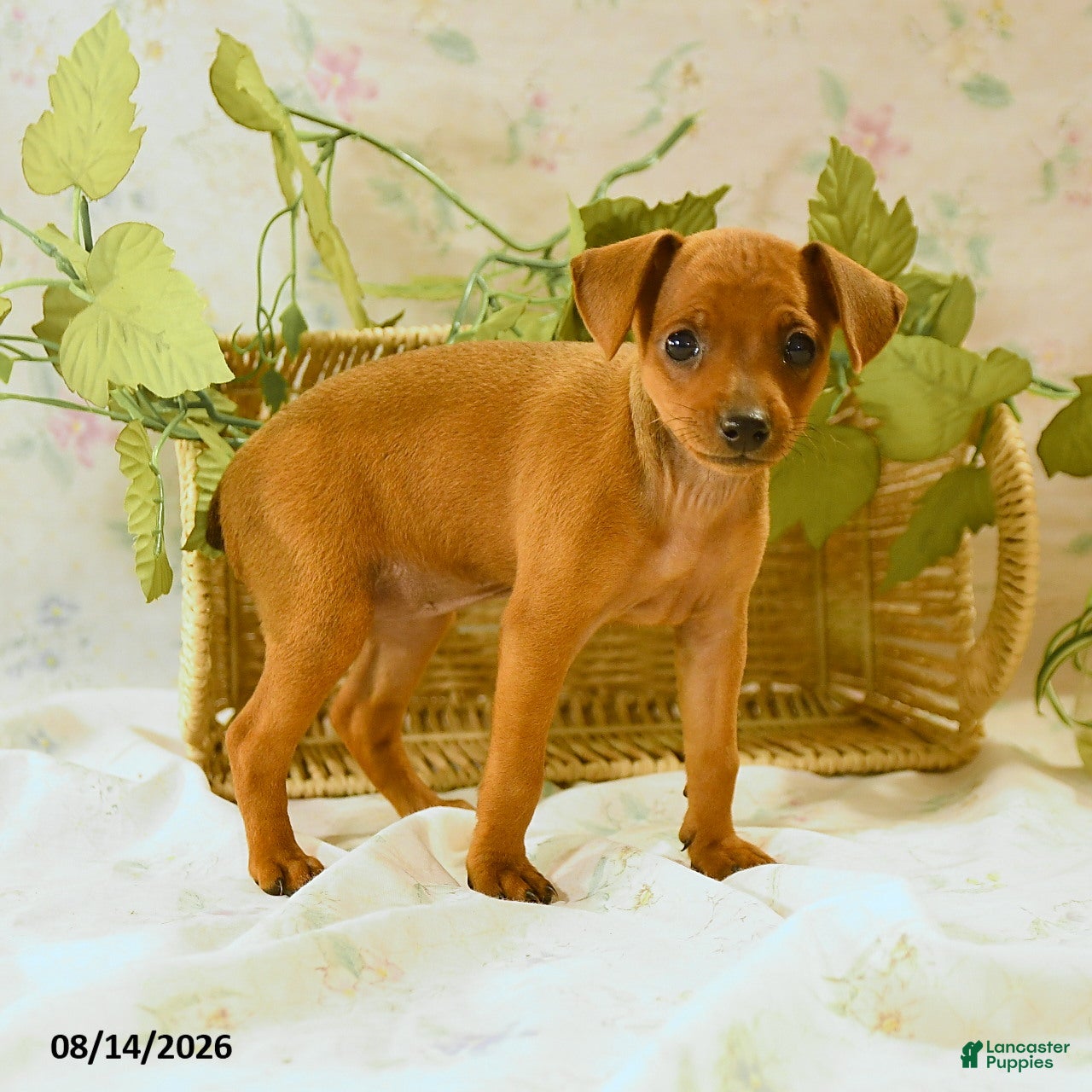 Miniature Pinscher dogs Rachael - Ad 1