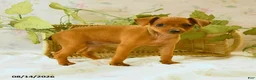Miniature Pinscher dogs for sale: Rachael - Ad 1