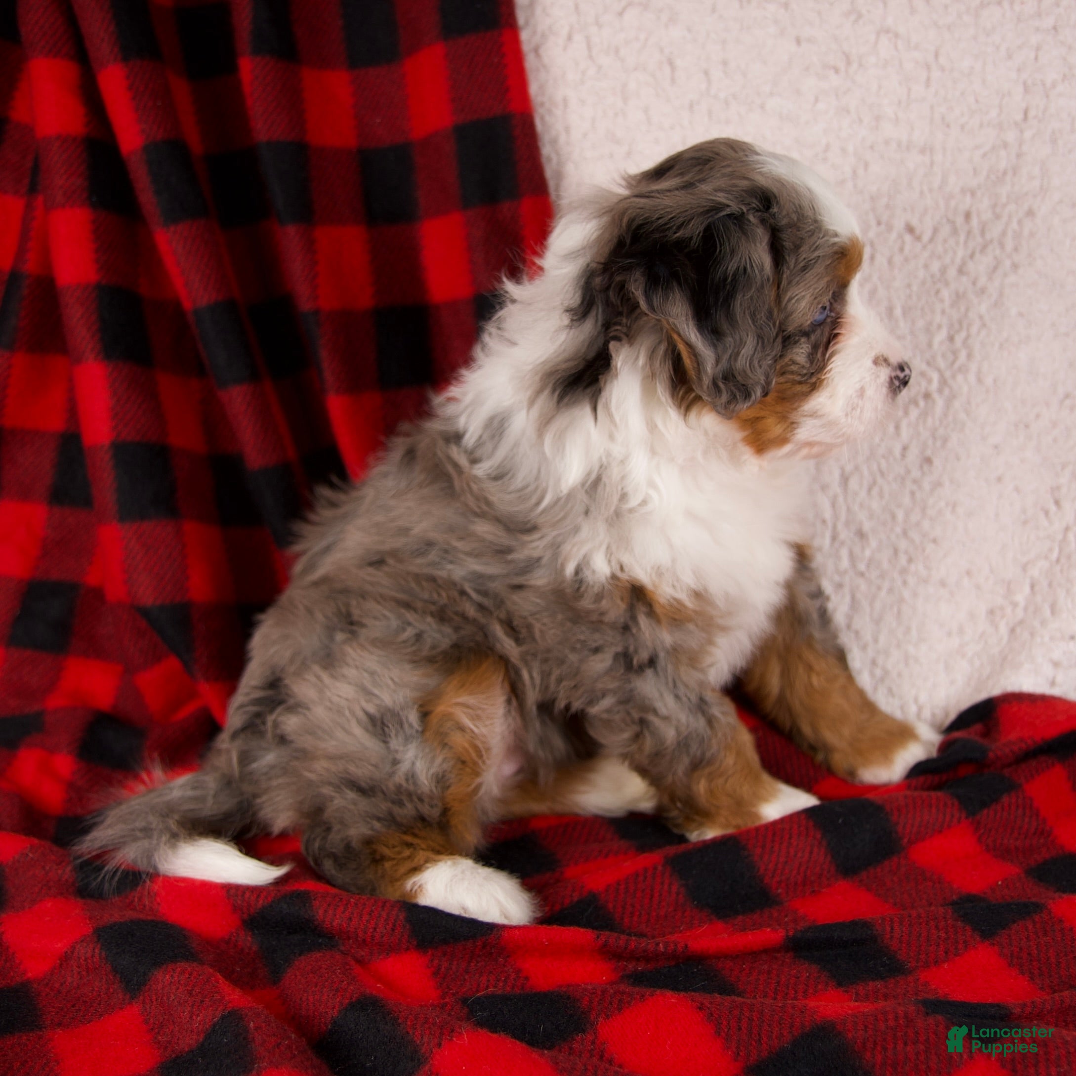 Mini Bernedoodle dogs Holly Girl *Potty Training* - Ad 5