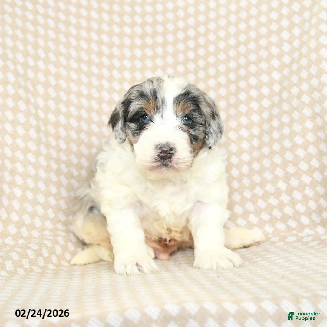 Mini Bernedoodle dogs for sale: Teddy - Ad 2