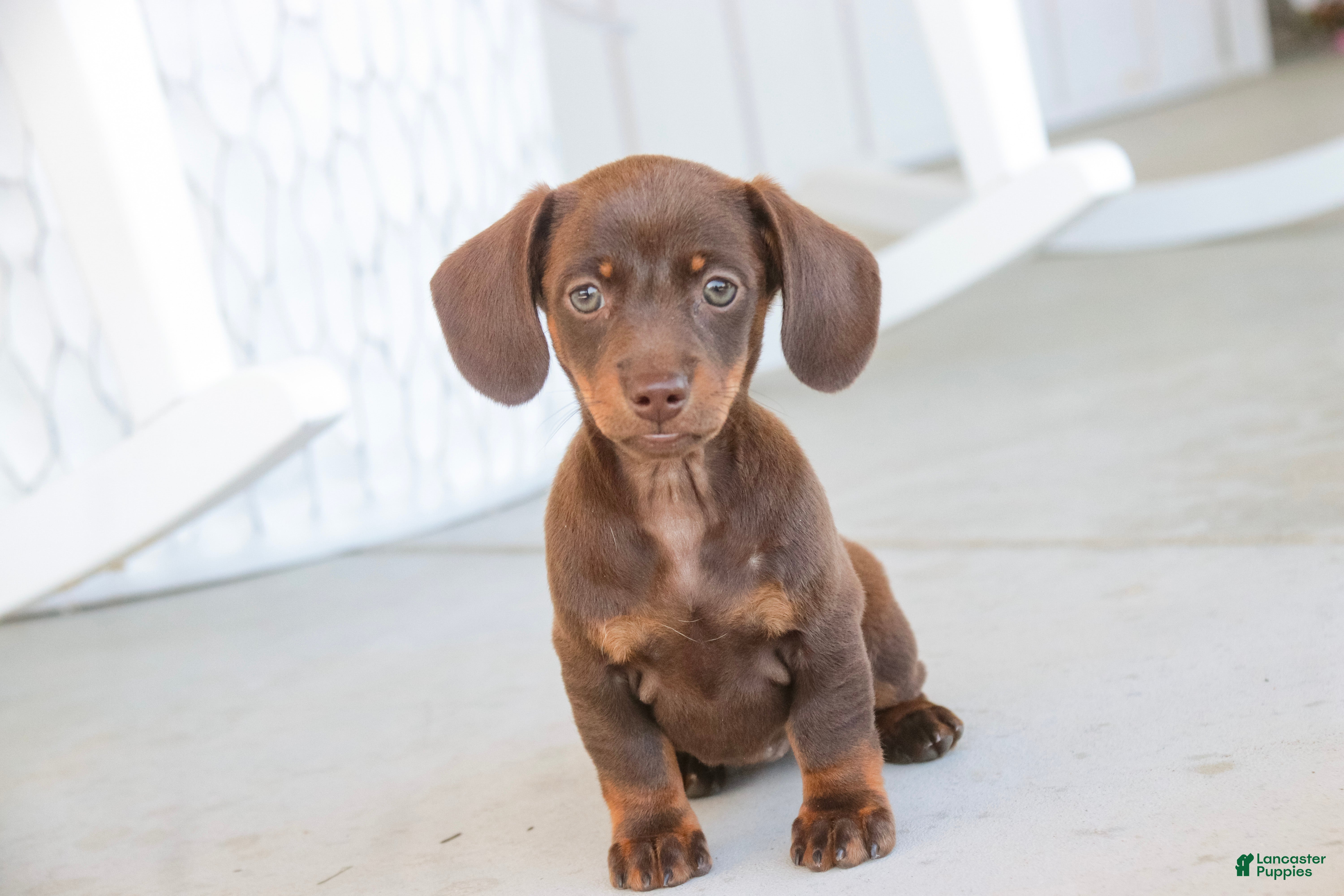 Dachshund dogs Espresso - Ad 1