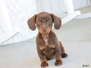 Dachshund dogs for sale: Espresso - Ad 4
