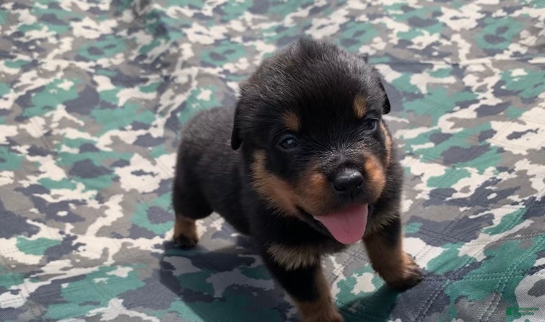 Rottweiler dogs Light blue Female - Ad 21