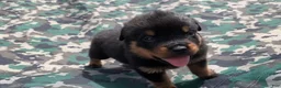 Rottweiler dogs for sale: Light blue Female - Ad 2