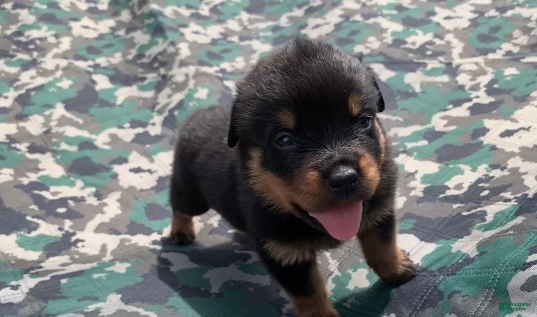 Rottweiler dogs for sale: Light blue Female - Ad 2