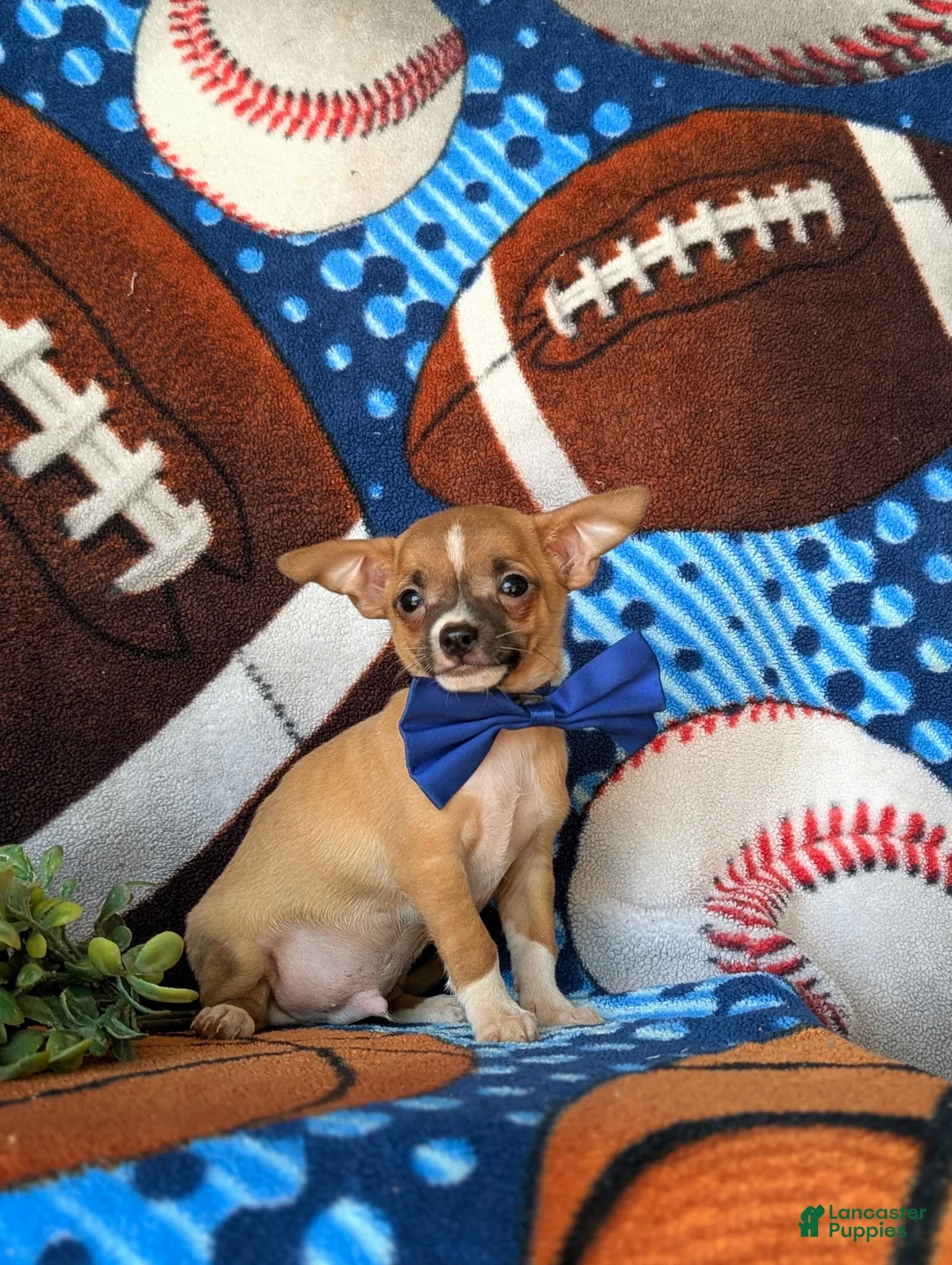 Chihuahua dogs for sale: Darrell - Ad 2