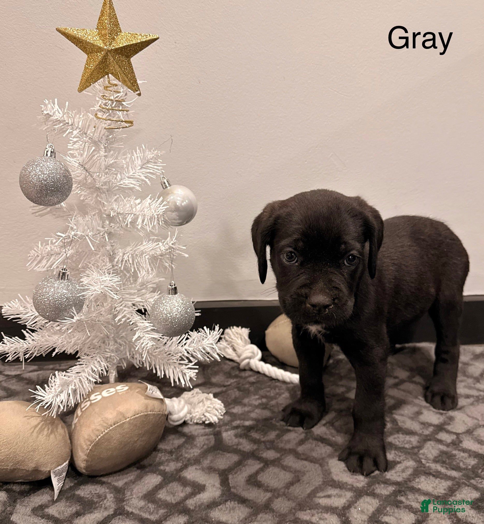 Cane Corso dogs Thanos (Gray) - Ad 26