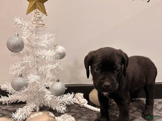 Cane Corso dogs Thanos (Gray) - Ad 8