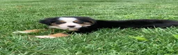 Bernese Mountain Dog dogs for sale: Comanche  - Ad 7
