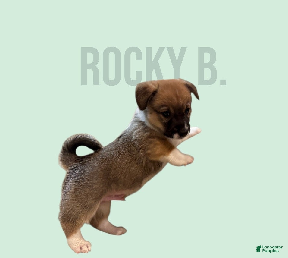 Mixed Breed dogs Rocky Balboa - Ad 29