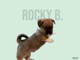 Mixed Breed dogs Rocky Balboa - Ad 22