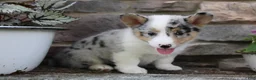 Welsh Corgi Pembroke dogs for sale: Daisy - Ad 1