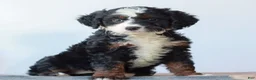 Mini Bernedoodle dogs for sale: Demi  - Ad 3