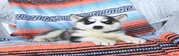 Siberian Husky dogs for sale: Silver - Ad 4