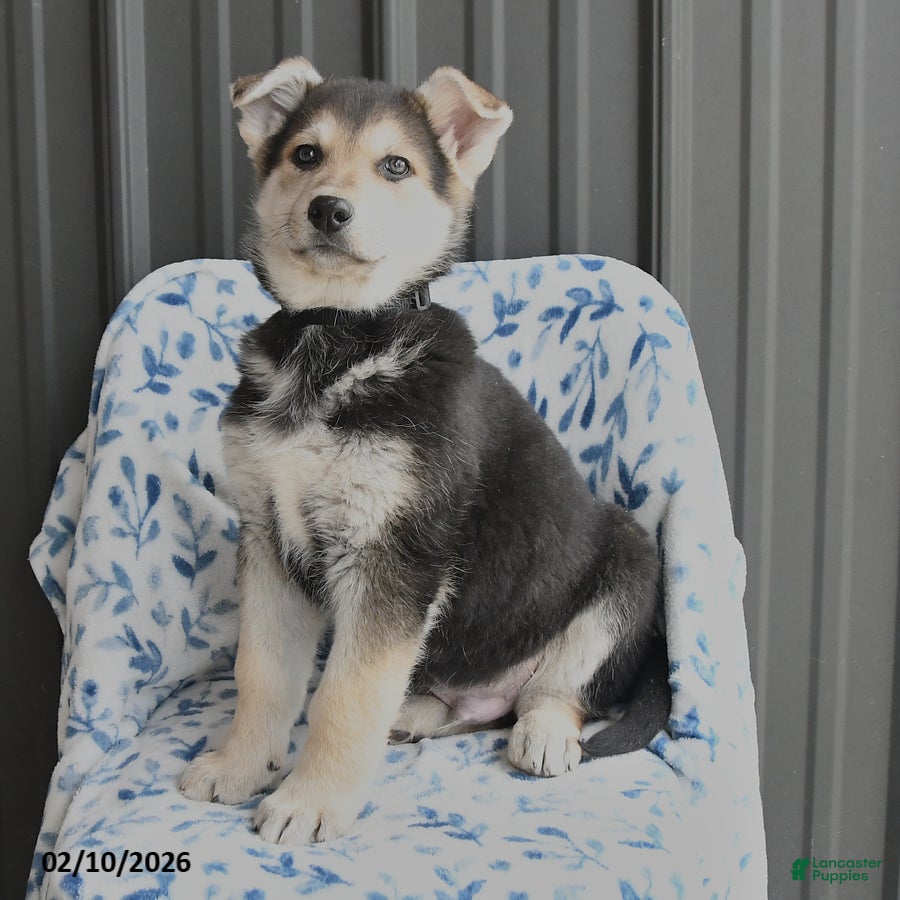 German Shepherd dogs Victor - Ad 2