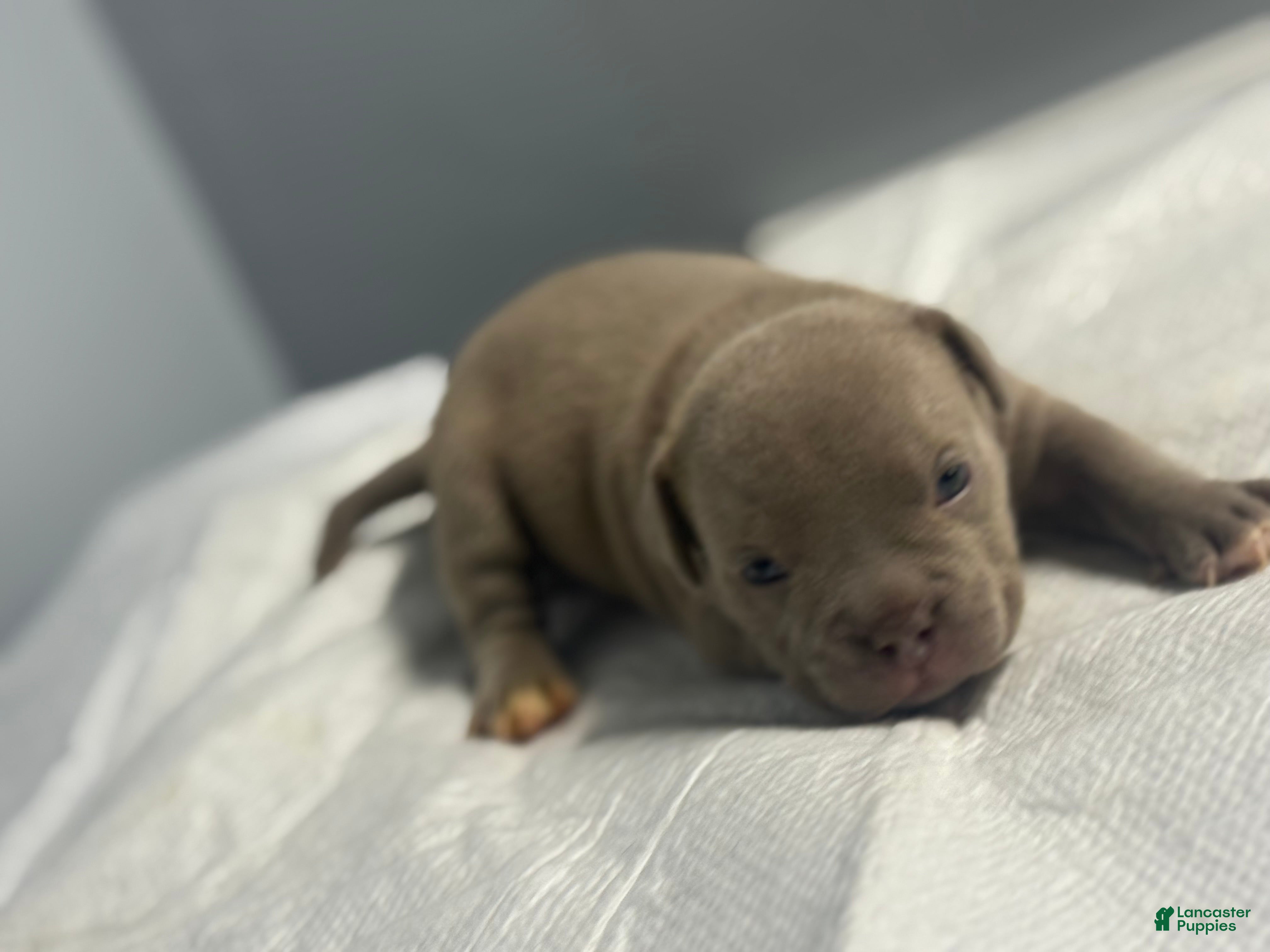 American Bully dogs for sale: American Bully 5 - Ad 10