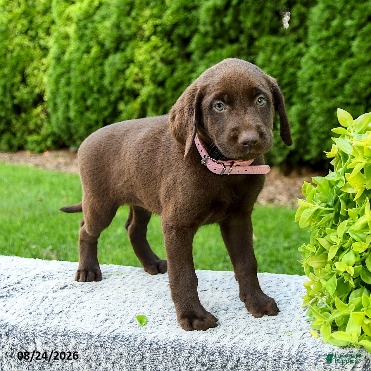 Labrador Retriever dogs for sale: Robin - Ad 2