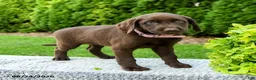 Labrador Retriever dogs for sale: Robin - Ad 1