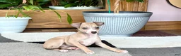 Italian Greyhound dogs for sale: Italian Greyhound female 1 fawn and white  - Ad 13