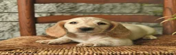 Miniature Dachshund dogs for sale: Kiwi  - Ad 4