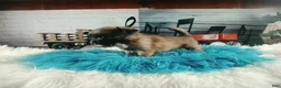 Chihuahua dogs for sale: Micro teacup long hair chihuahua.  Hand Delivery  - Ad 7