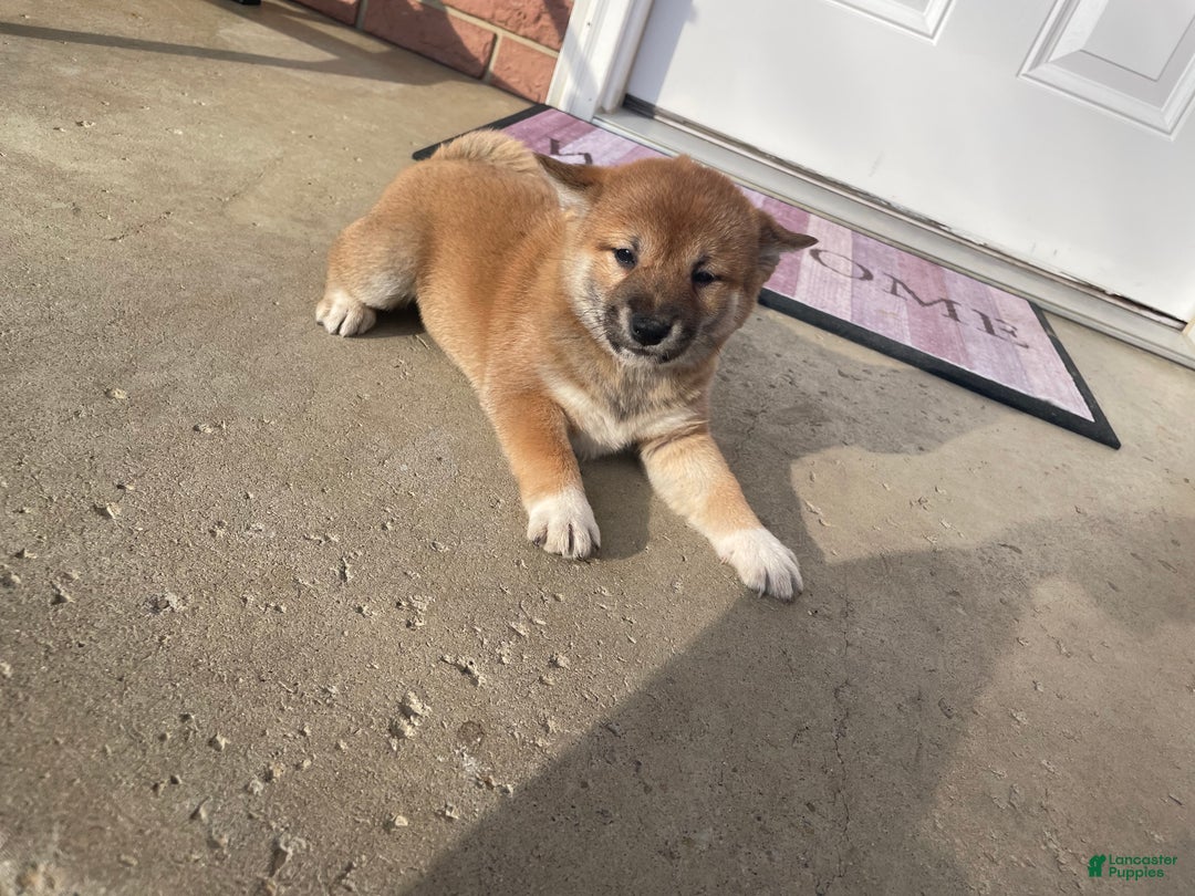 Shiba Inu dogs for sale: TabithaShiba Inu Puppy 5 - Ad 1
