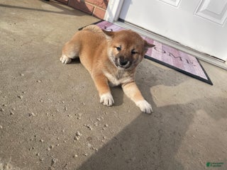 Shiba Inu dogs TabithaShiba Inu Puppy 5 - Ad 3