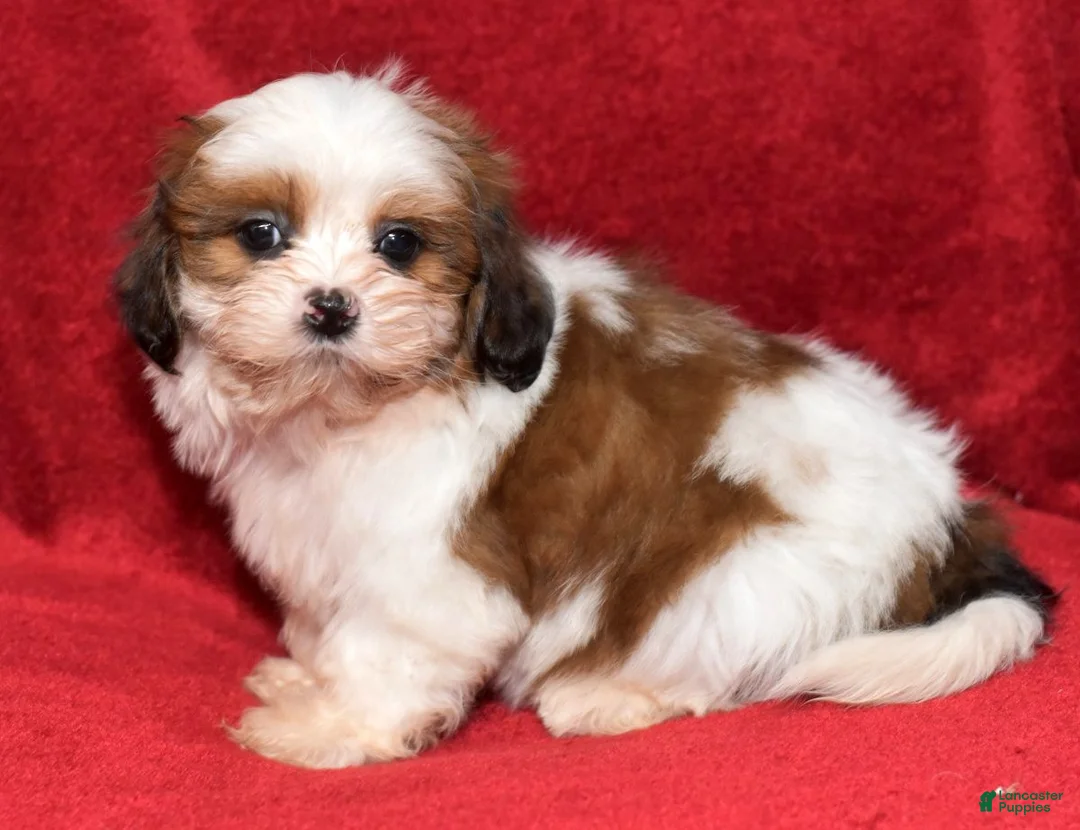 Shih Tzu dogs for sale: Sadie - Ad 1