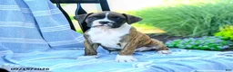 Boxer dogs for sale: Omar - Ad 4