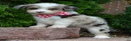 Mini Aussiedoodle dogs for sale: Mini Ava - Ad 15