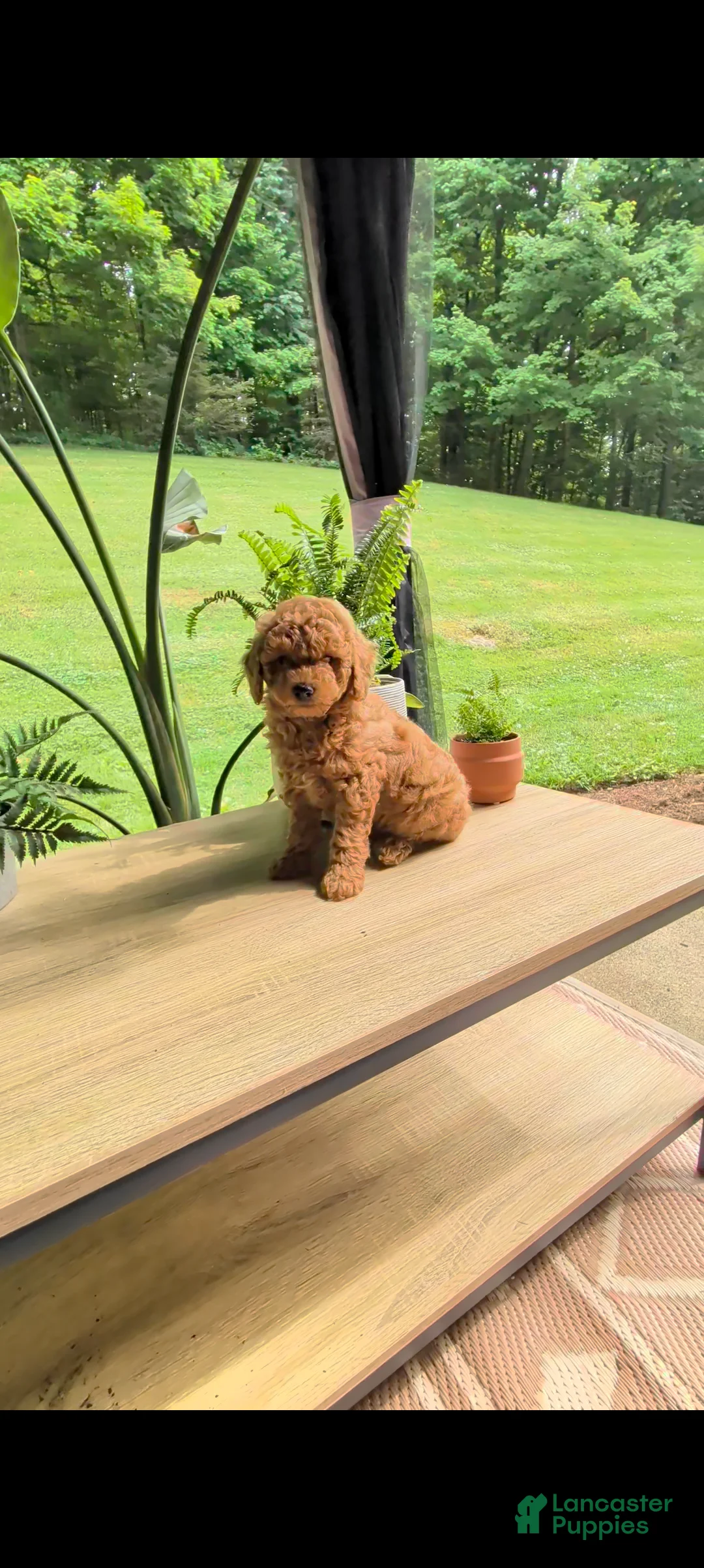 Miniature Poodle dogs for sale: Brownie - Ad 2