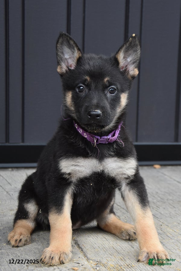 German Shepherd dogs Lyla - Ad 28